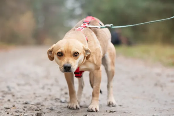 Pies do adopcji, Nowodwór, 13 listopada 2025 (4/5)