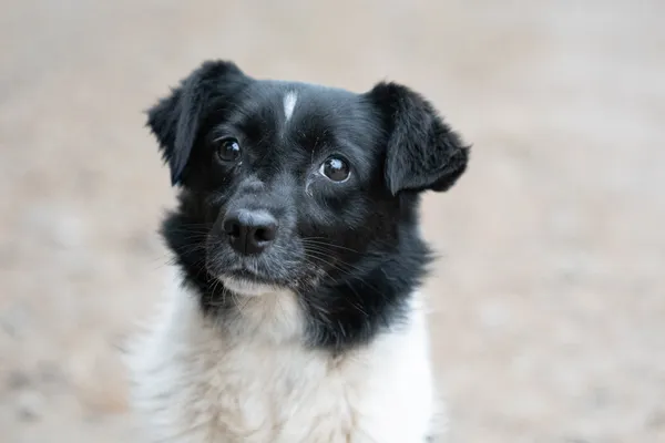 Pies do adopcji, Nowodwór, 13 listopada 2025 (2/5)