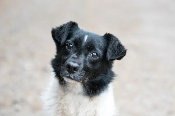 Pies do adopcji, Nowodwór, 13 listopada 2025 (3/5)