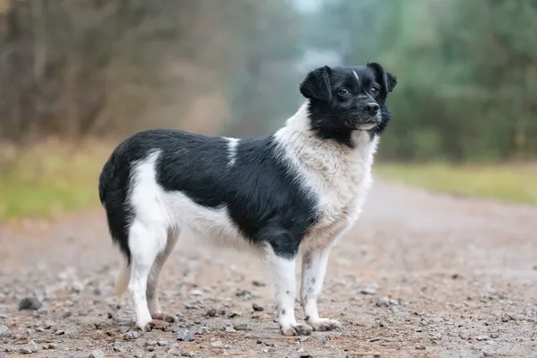 Pies do adopcji, Nowodwór, 13 listopada 2025 (5/5)