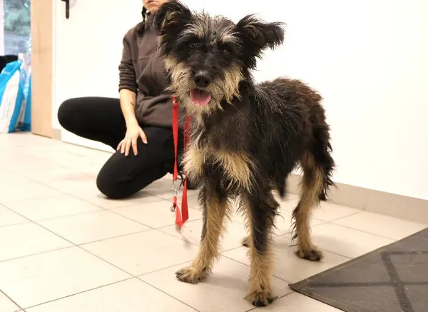 Znaleziono psa, Łódź, 14 listopada 2025 (1/2)