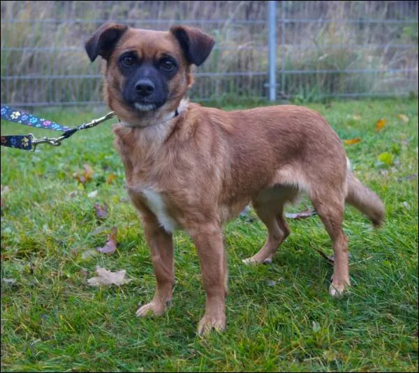 Znaleziono psa, Grudziądz, 20 września 2025