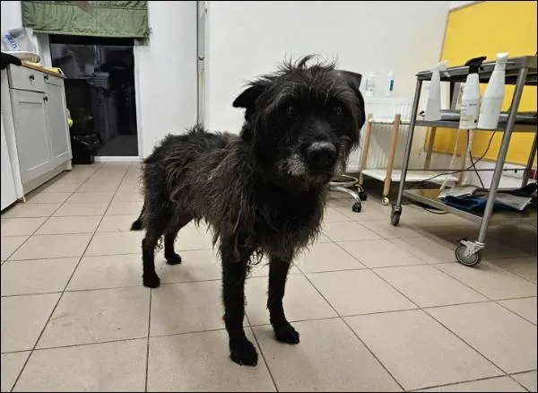 Znaleziono psa, Grudziądz, 14 listopada 2025