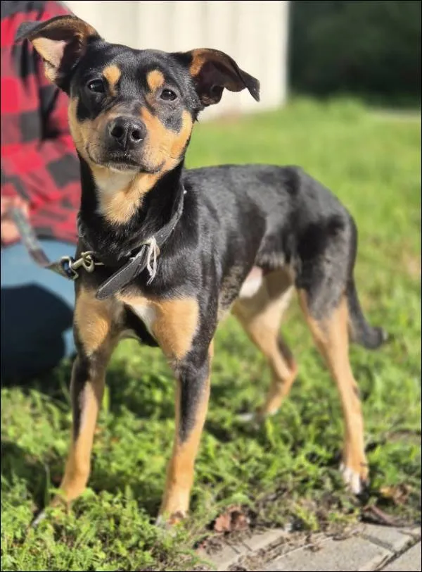 Znaleziono psa, Grudziądz, 4 września 2025