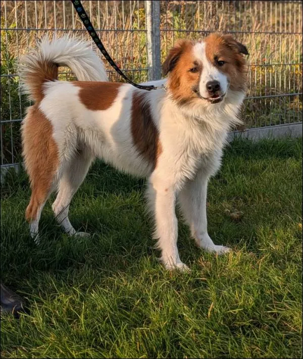 Znaleziono psa, Grudziądz, 8 września 2025