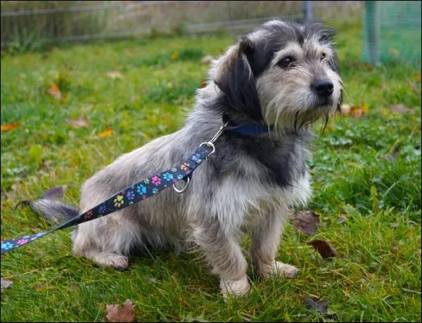 Znaleziono psa, Grudziądz, 23 października 2025