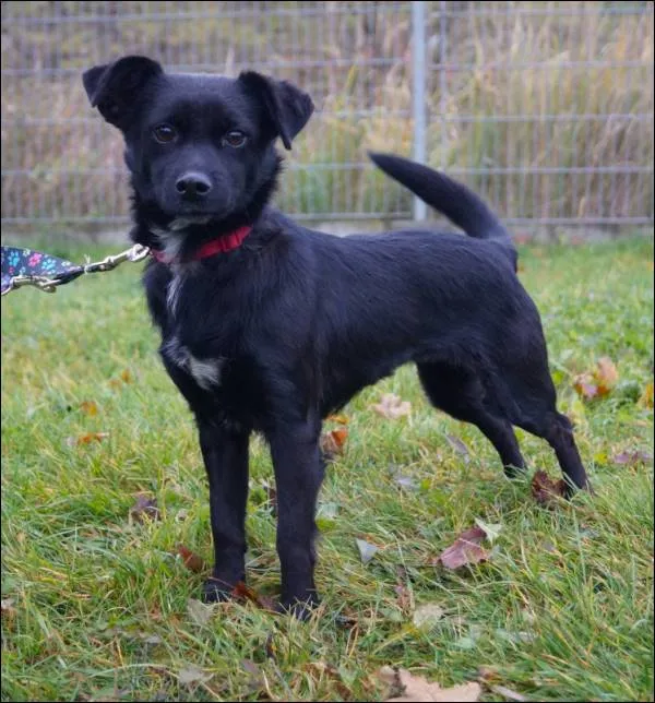 Znaleziono psa, Grudziądz, 20 września 2025