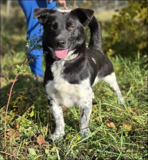 Znaleziono psa, Grudziądz, 17 września 2025