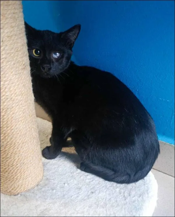 Znaleziono kota, Grudziądz, 13 września 2025