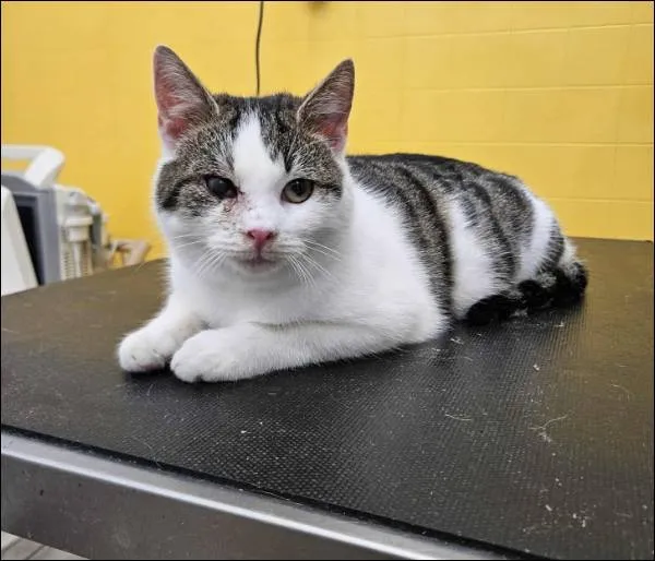 Znaleziono kota, Grudziądz, 14 listopada 2025