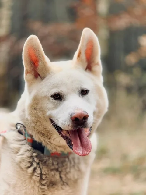 Pies do adopcji, Piła, 19 sierpnia 2025 (1/5)