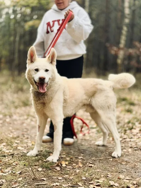 Pies do adopcji, Piła, 19 sierpnia 2025 (2/5)