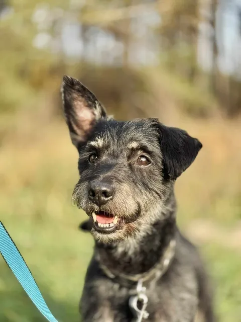 Pies do adopcji, Piła, 14 października 2025 (2/5)