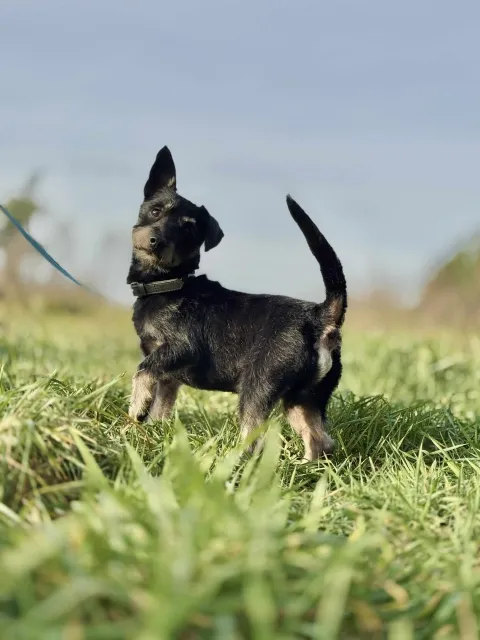 Pies do adopcji, Piła, 14 października 2025 (3/5)