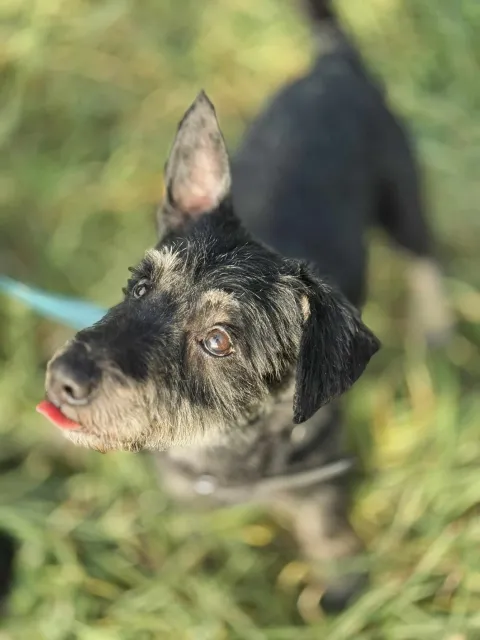 Pies do adopcji, Piła, 14 października 2025 (5/5)