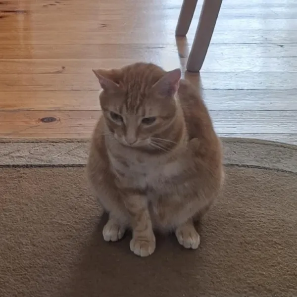 Zaginął kot, Łódź, 14 listopada 2025