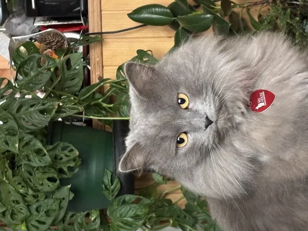 Zaginął kot, Łódź, 14 listopada 2025