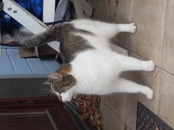 Znaleziono kota, Łódź, 14 listopada 2025