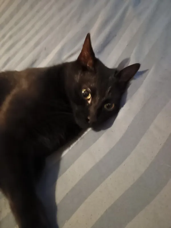 Znaleziono kota, Łódź, 14 listopada 2025