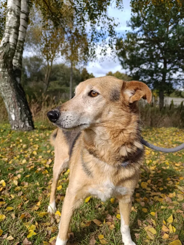 Pies do adopcji, Bełchatów, 25 listopada 2021 (1/5)