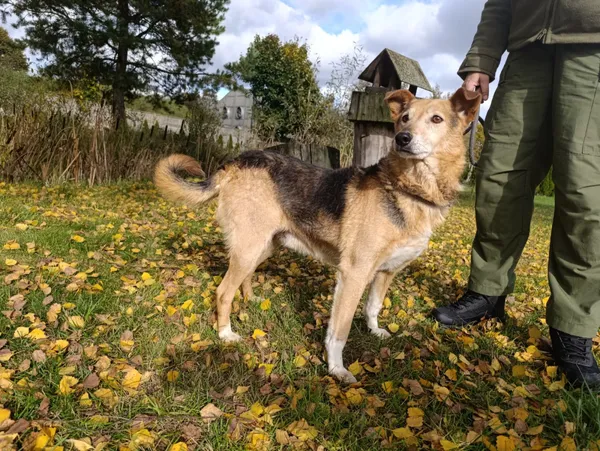Pies do adopcji, Bełchatów, 25 listopada 2021 (2/5)