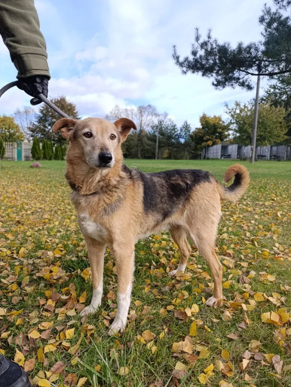 Pies do adopcji, Bełchatów, 25 listopada 2021 (3/5)