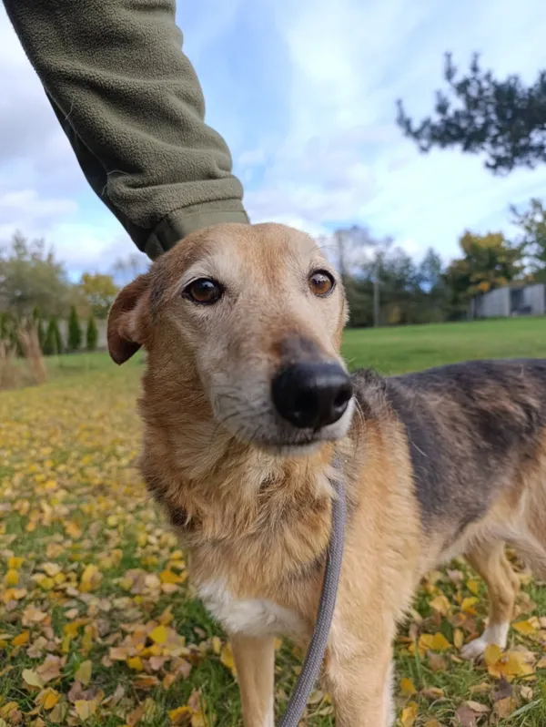 Pies do adopcji, Bełchatów, 25 listopada 2021 (4/5)