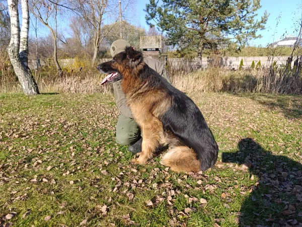 Pies do adopcji, Bełchatów, 20 października 2025 (3/5)