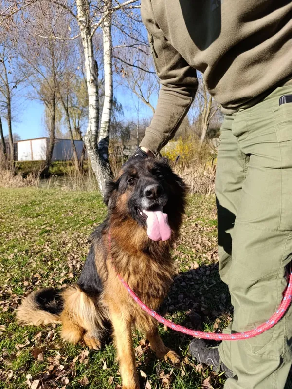 Pies do adopcji, Bełchatów, 20 października 2025 (5/5)