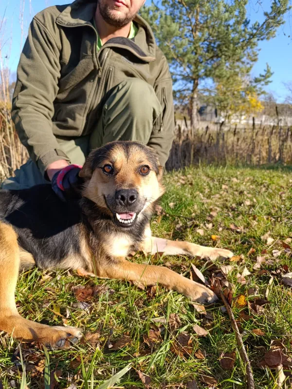 Pies do adopcji, Bełchatów, 9 października 2025 (2/5)