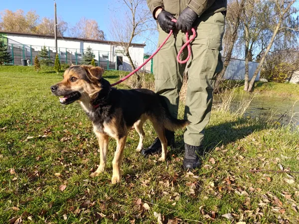 Pies do adopcji, Bełchatów, 9 października 2025 (3/5)