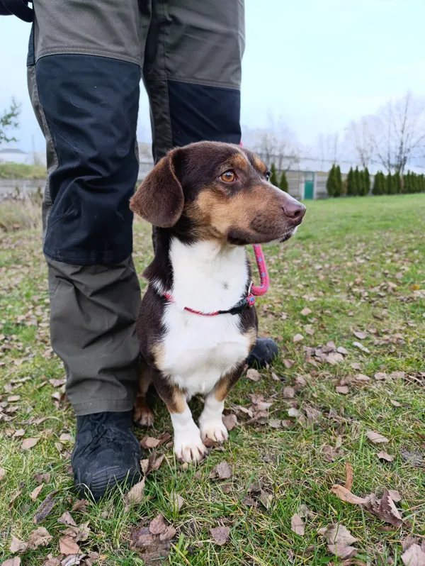 Pies do adopcji, Bełchatów, 19 października 2025 (1/5)