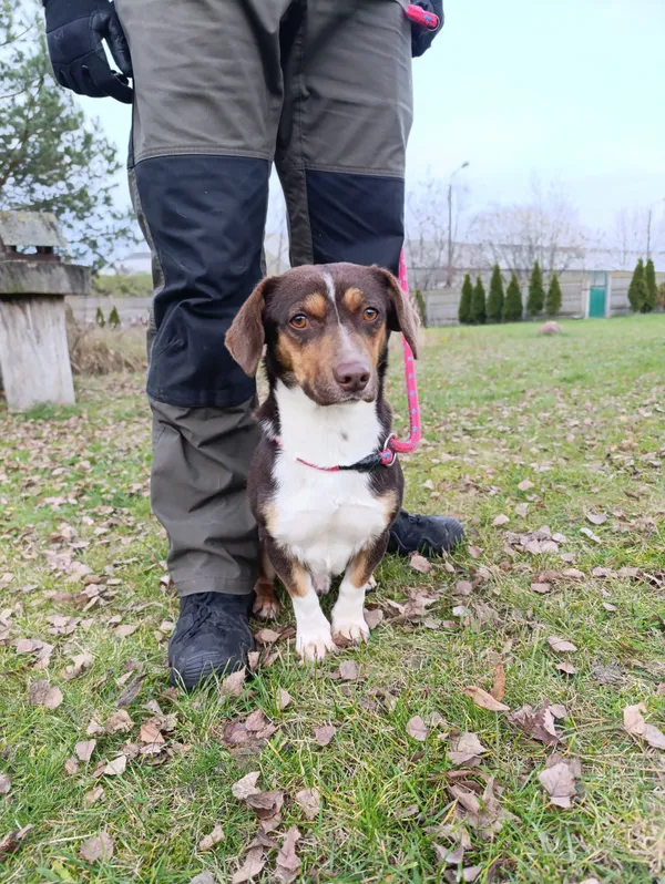 Pies do adopcji, Bełchatów, 19 października 2025 (2/5)