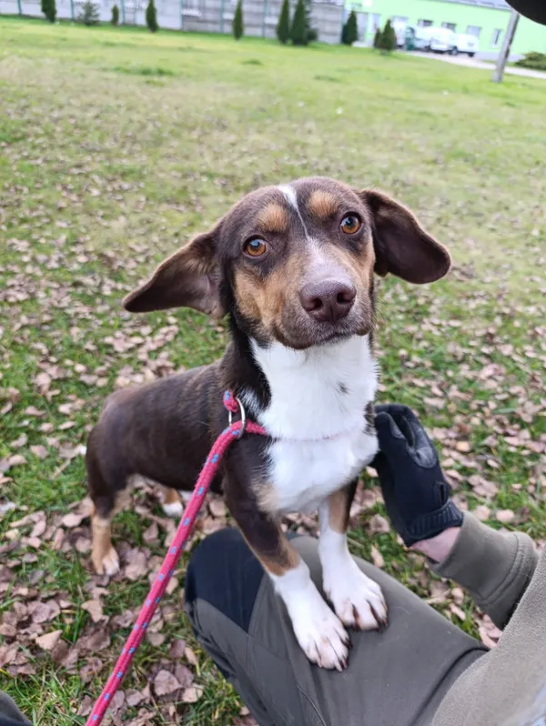 Pies do adopcji, Bełchatów, 19 października 2025 (3/5)