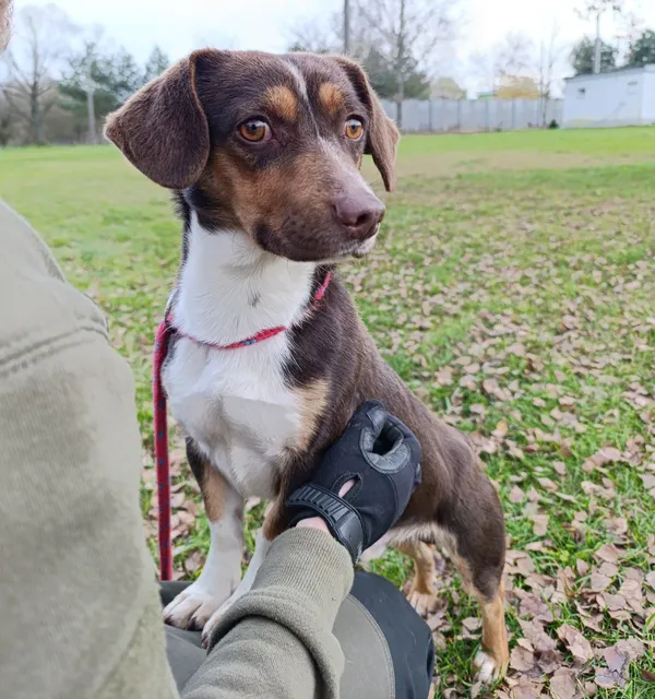 Pies do adopcji, Bełchatów, 19 października 2025 (4/5)