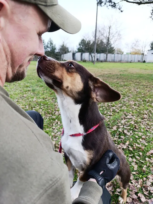 Pies do adopcji, Bełchatów, 19 października 2025 (5/5)