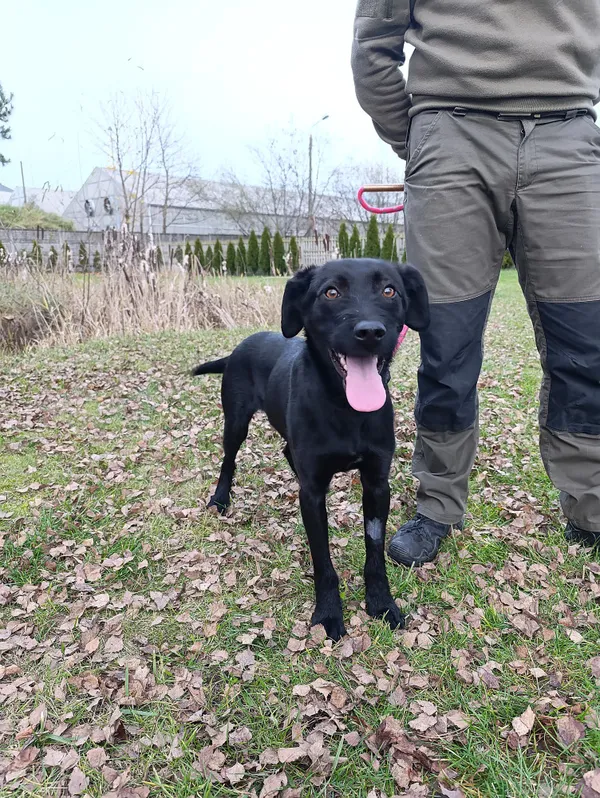 Pies do adopcji, Bełchatów, 22 października 2025 (2/5)