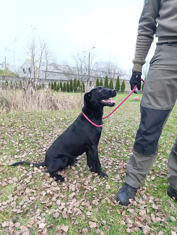 Pies do adopcji, Bełchatów, 22 października 2025 (3/5)