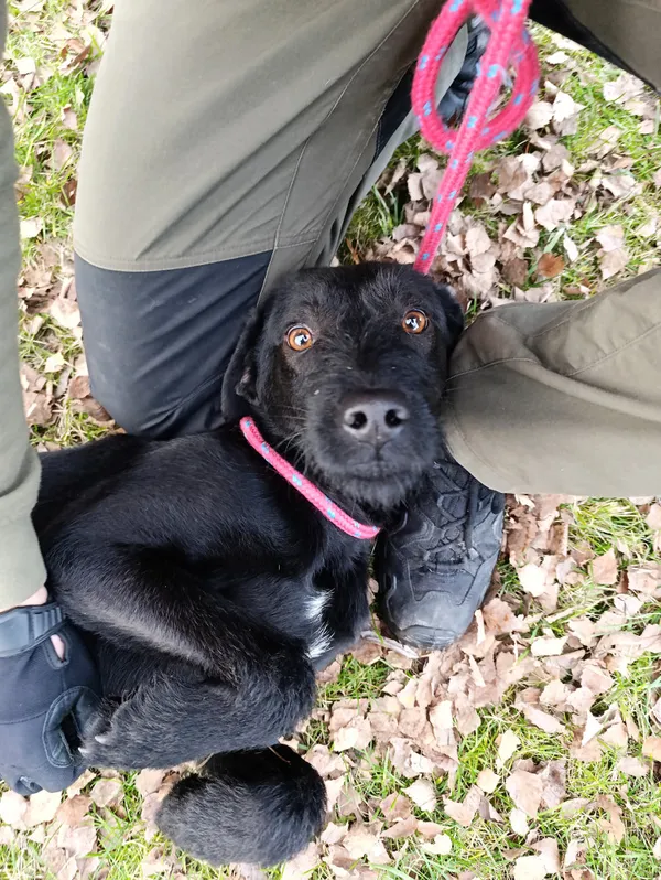 Pies do adopcji, Bełchatów, 22 października 2025 (5/5)