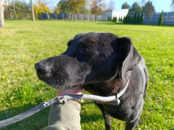 Pies do adopcji, Bełchatów, 15 czerwca 2021 (2/5)