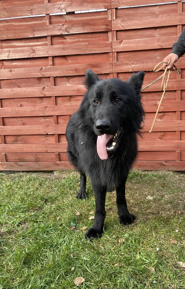 Znaleziono psa, Czartki, 14 listopada 2025