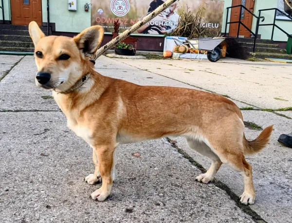 Znaleziono psa, Pieckowo, 14 listopada 2025 (1/2)