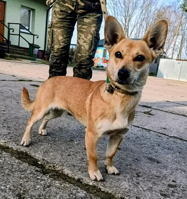 Znaleziono psa, Pieckowo, 14 listopada 2025 (2/2)