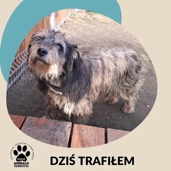 Znaleziono psa, Dąbrówka, 13 listopada 2025