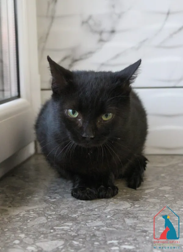 Kot do adopcji, Grudziądz, 22 października 2025