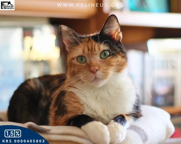 Kot do adopcji, Rzeszów, 15 listopada 2025 (1/6)