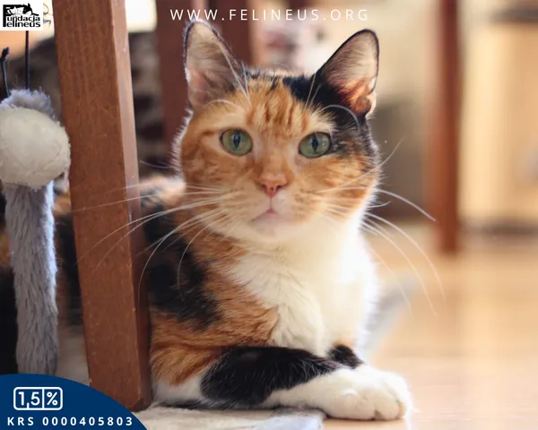 Kot do adopcji, Rzeszów, 15 listopada 2025 (5/6)