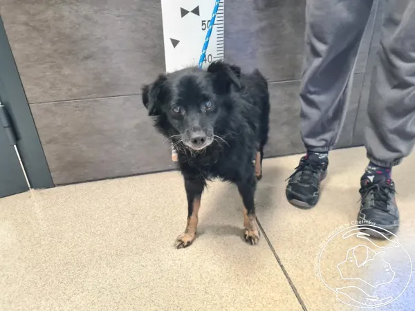 Znaleziono psa, Chełmek, 14 listopada 2025