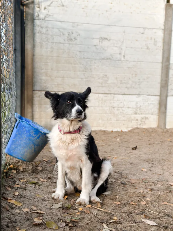 Pies do adopcji, Korabiewice, 15 listopada 2025 (3/5)