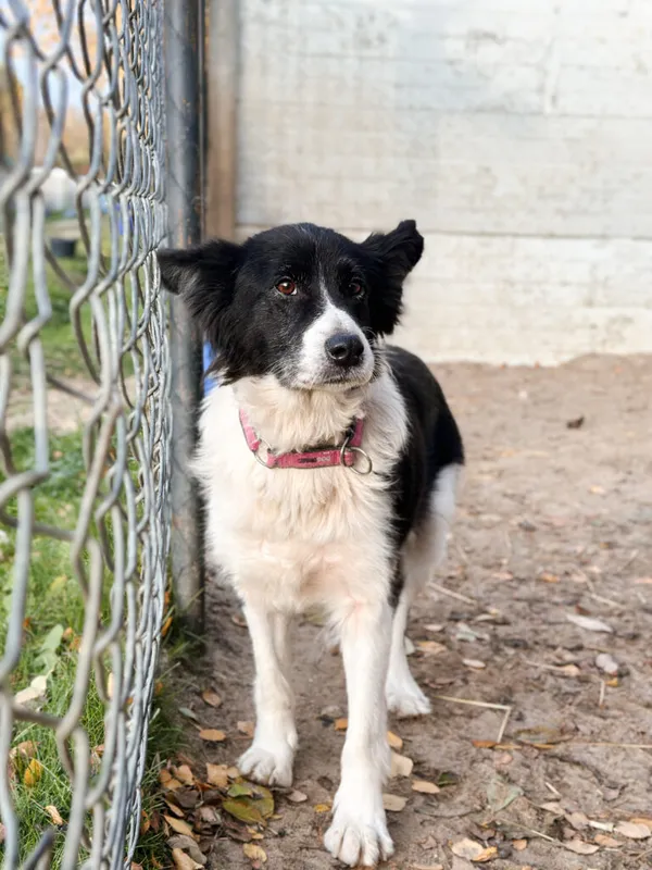 Pies do adopcji, Korabiewice, 15 listopada 2025 (4/5)